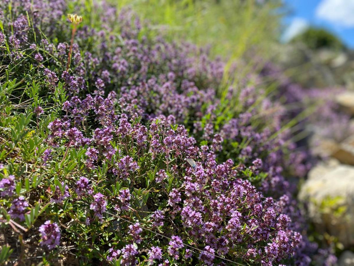 Gite En Haute Provence Montfroc Bagian luar foto